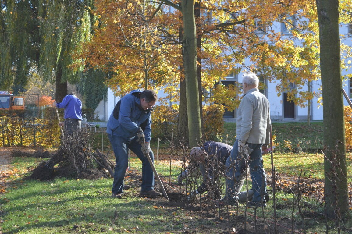 zu sehen sind Helfer beim Heckesetzen beim Arbeitseinsatz im Barockgarten in Zabeltitz