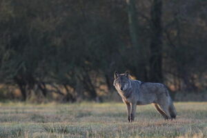 Das Foto zeigt einen Wolf. Dahinter erkennt man einen Wald.