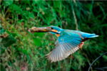 Eisvogel im Flug