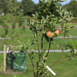 Im Bildvordergrund sieht man einen Baum, an dem zwei Äpfel hängen. Im Hintergrund sieht man eine Wiese mit Bäumen.