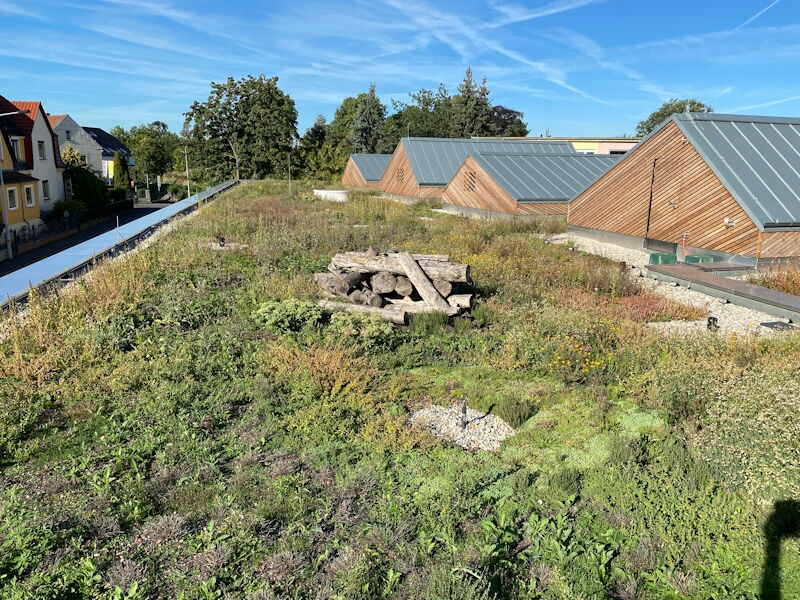 Ersatzneubau Kita Chladeniusstraße - Dachbegrünung mit Holzablagerung für Insekten, Aufnahme Stadtverw. Grhn. 05092023