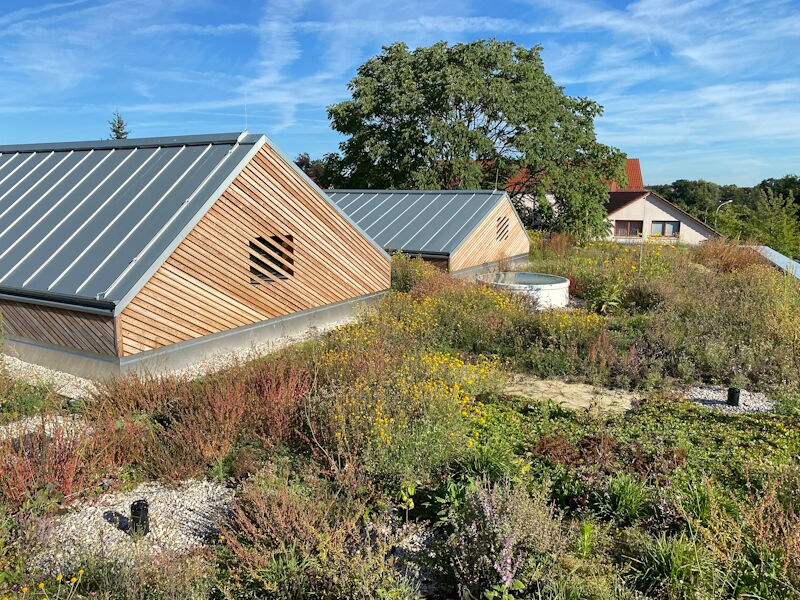Ersatzneubau Kita Chladeniusstraße - Dachbegrünung, Aufnahme Stadtverw. Grhn. 05092023