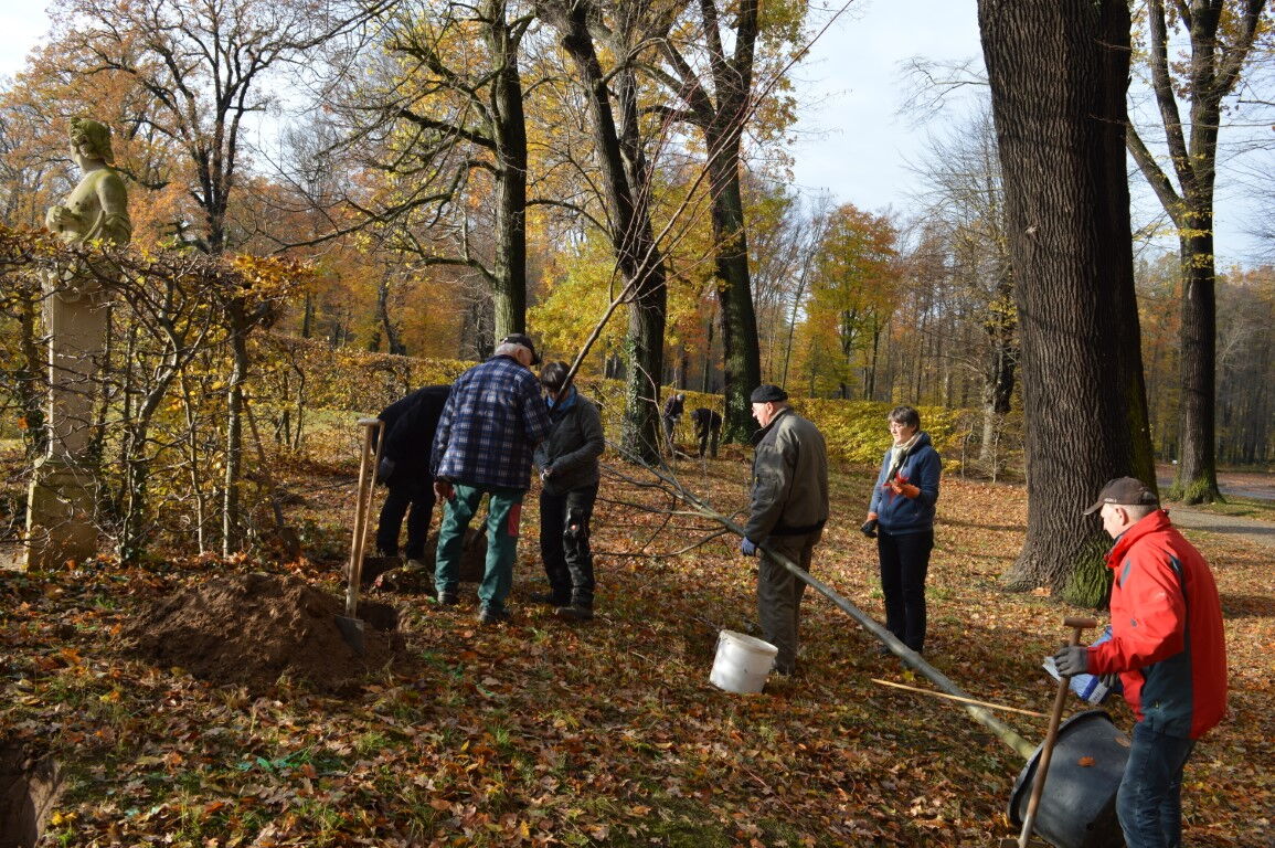 auf dem Foto sieht man Helfer beim Pflanzen neuer Bäume (Linden) im Barockgarten in Zabeltitz
