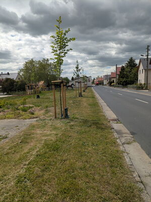 Das Foto zeigt eine Dorfstraßé. Im Vordergrund sieht man eine reihe Jungbäume auf einer Wiese.
