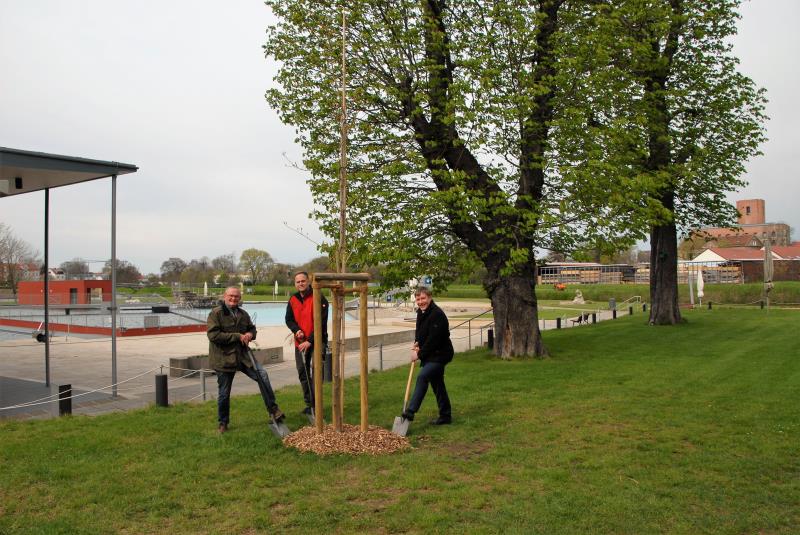 Das Foto zeigt Oberbürgermeister Dr. Sven Mißbach (r.), Schwimmmeister Martin Lehmann (m.) und Stammbader Uwe Hanneck (l.) beim Pflanzen eines Ahorn-Baumes.