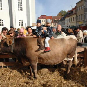 "Kuh-Roulette" auf dem Bauernmarkt